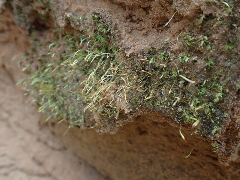 Trematodon Moss photo 4