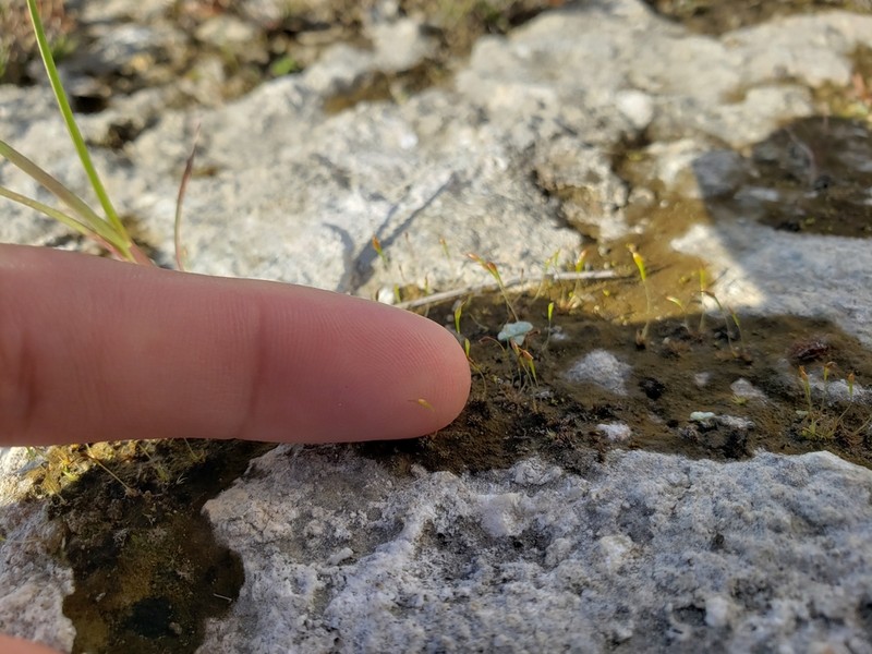 Trematodon Moss photo 6