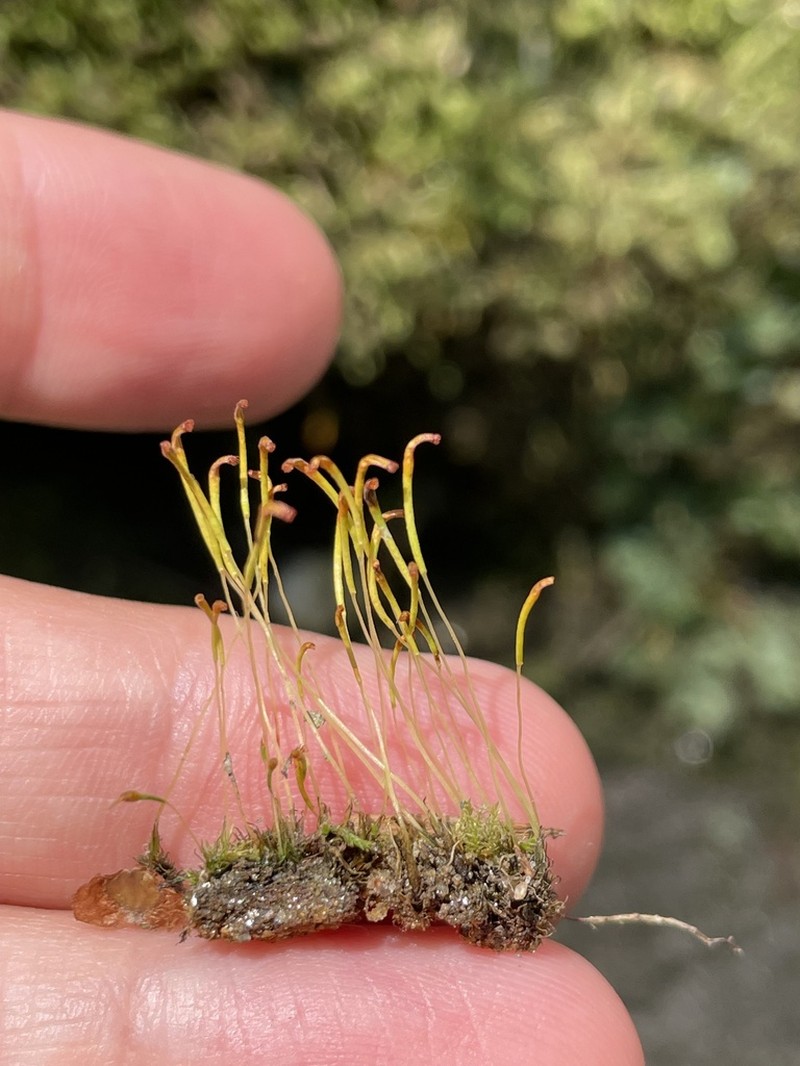 Trematodon Moss photo 7