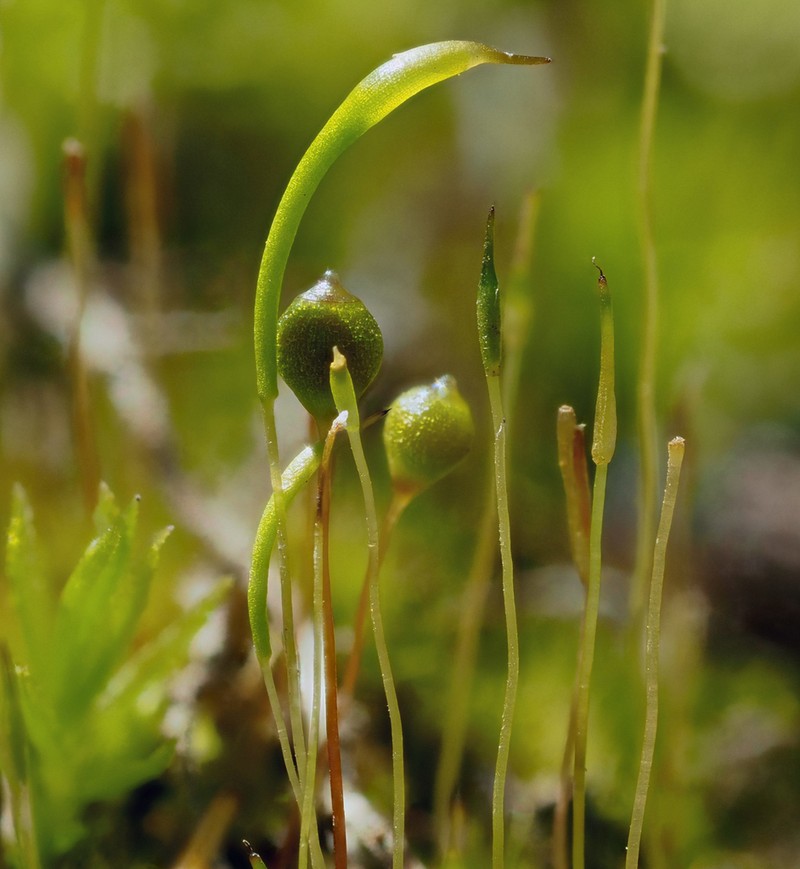 Trematodon Moss photo 8