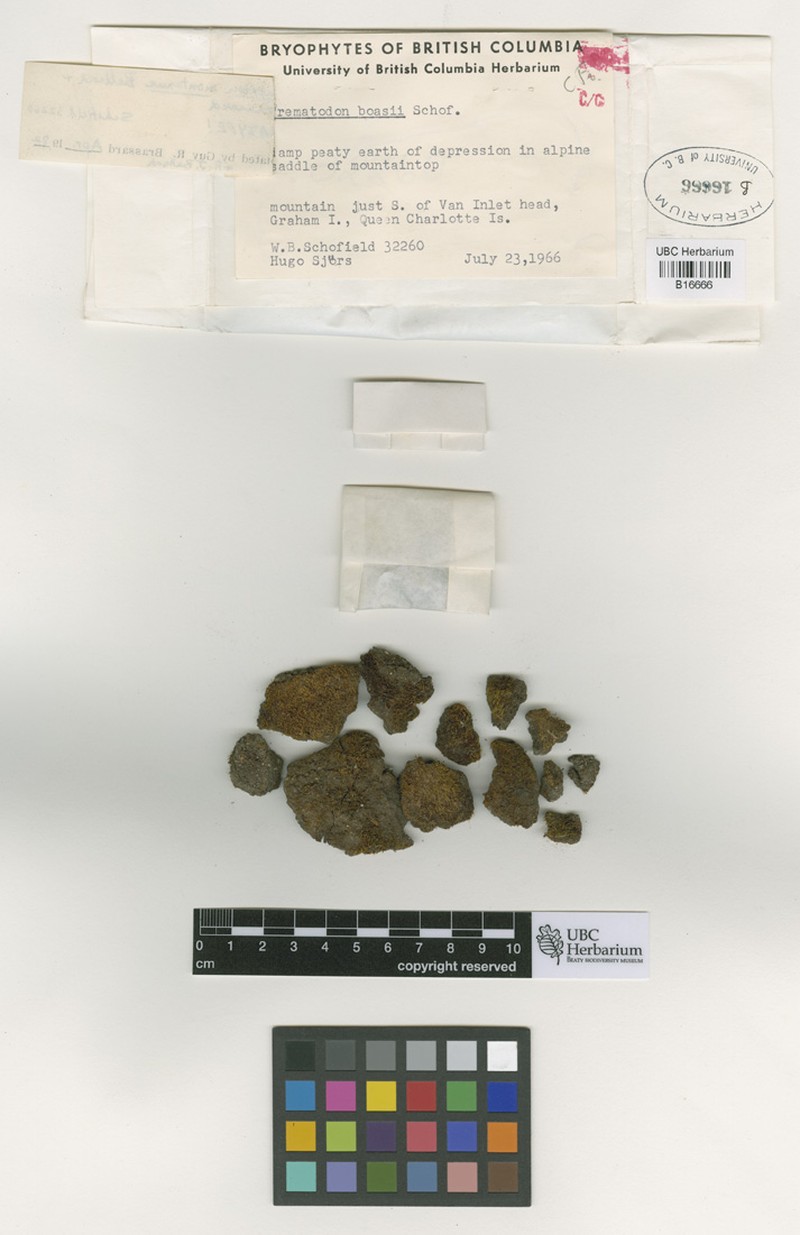 Montane Trematodon Moss