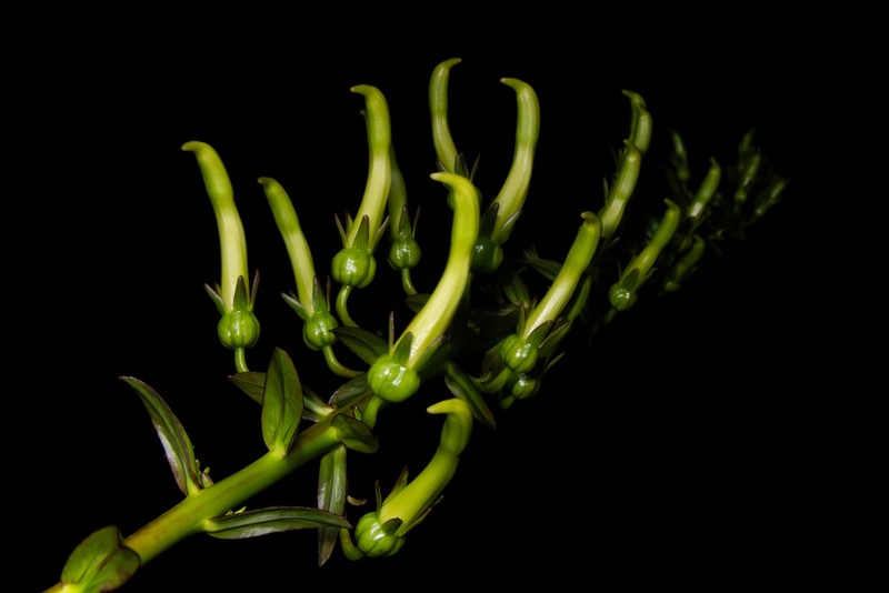 Largeflower False Lobelia photo 7