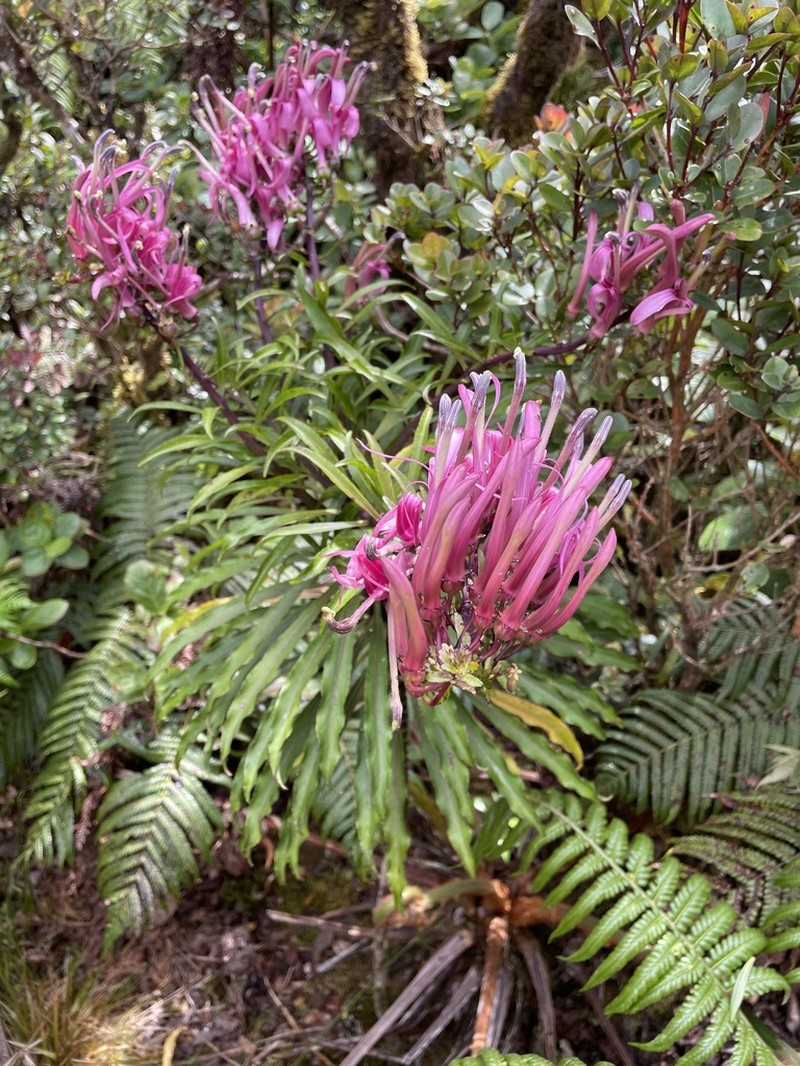 Wai'Anae Mountains False Lobelia