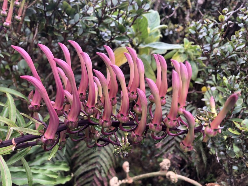 Wai'Anae Mountains False Lobelia photo 2