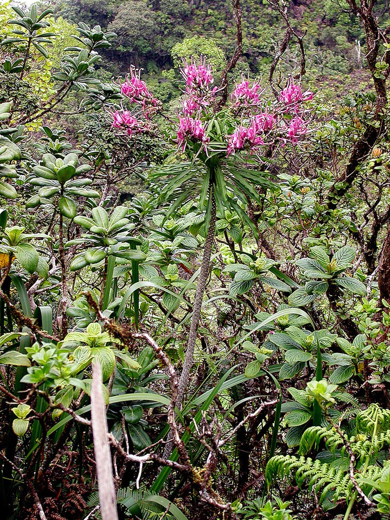 Wai'Anae Mountains False Lobelia photo 3