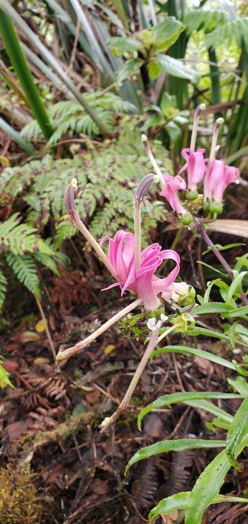 Wai'Anae Mountains False Lobelia photo 4