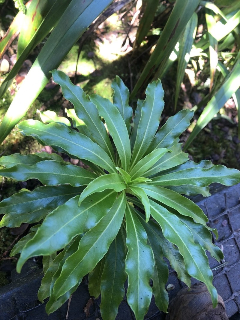 Wai'Anae Mountains False Lobelia photo 5