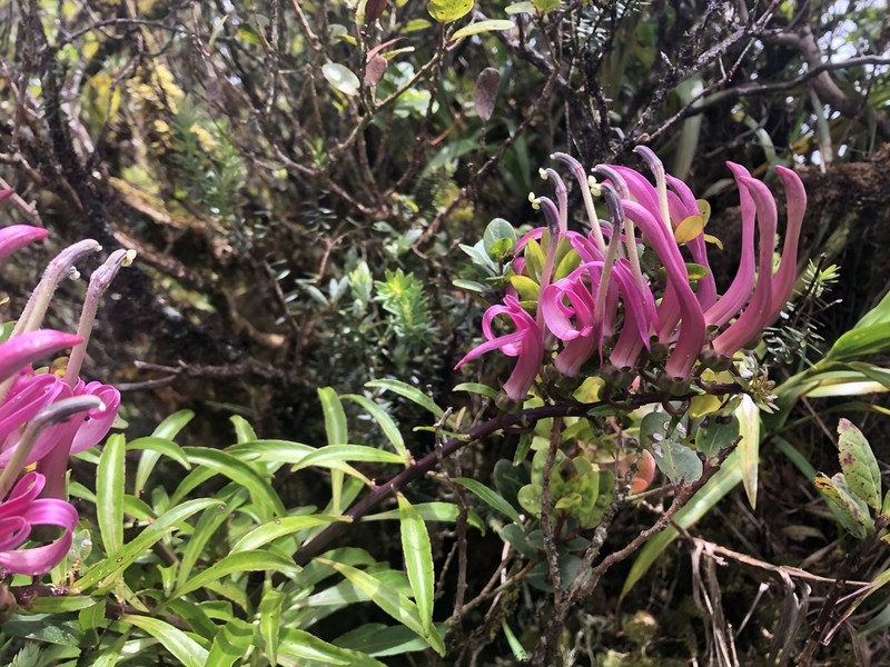 Wai'Anae Mountains False Lobelia photo 6