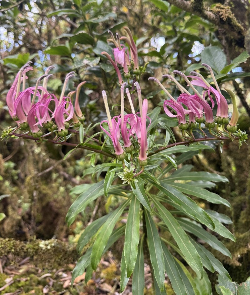 Wai'Anae Mountains False Lobelia photo 7