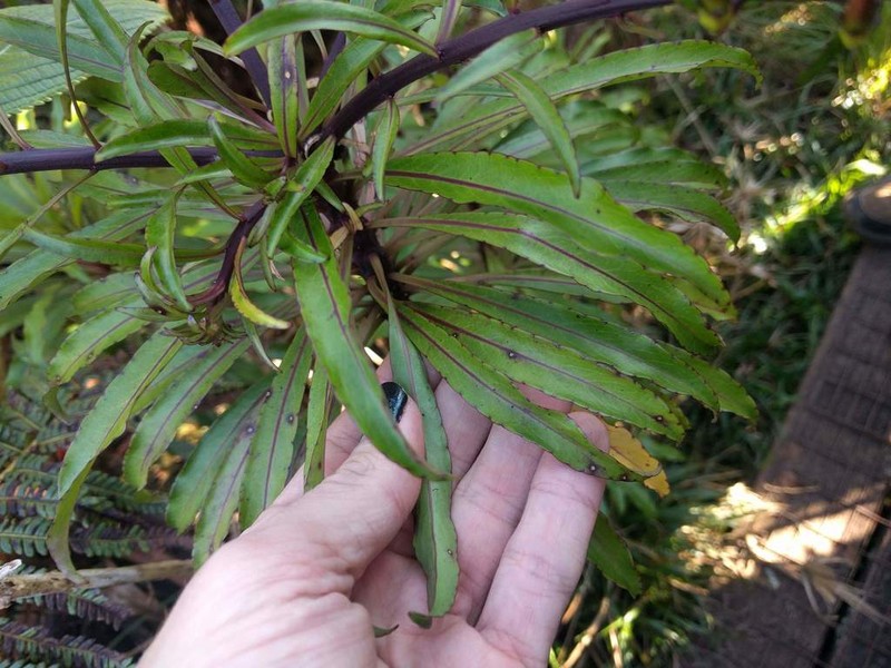 Wai'Anae Mountains False Lobelia photo 8