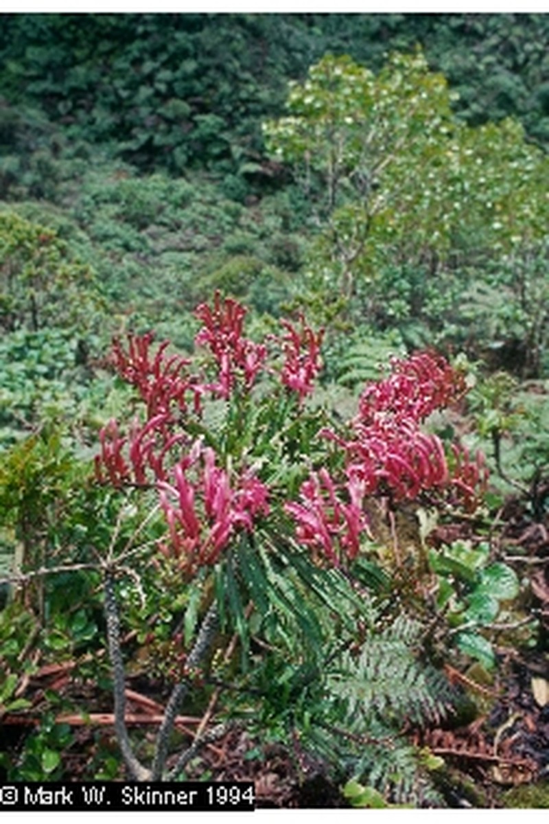 Wai'Anae Mountains False Lobelia