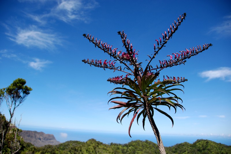 Kauai False Lobelia