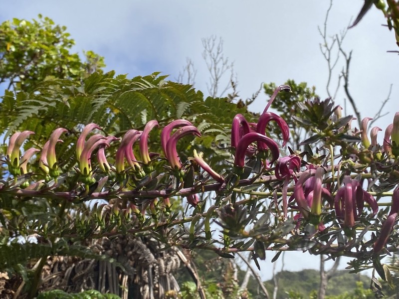 Kauai False Lobelia photo 5