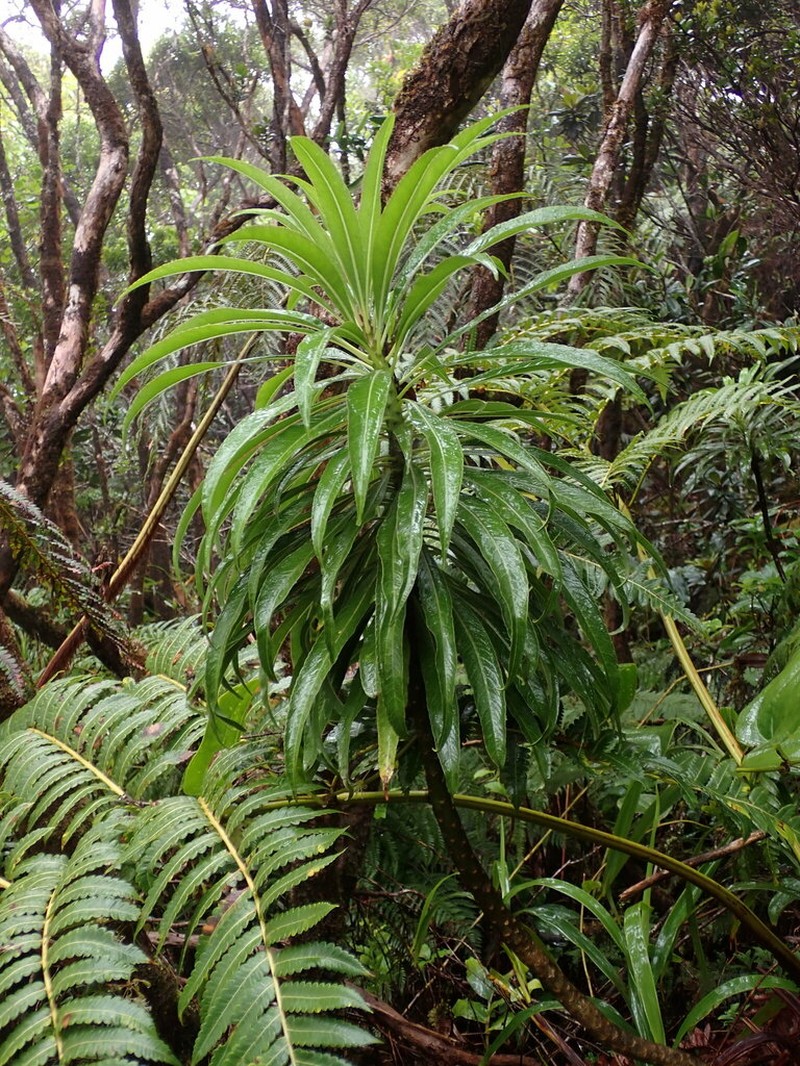 Kauai False Lobelia photo 7