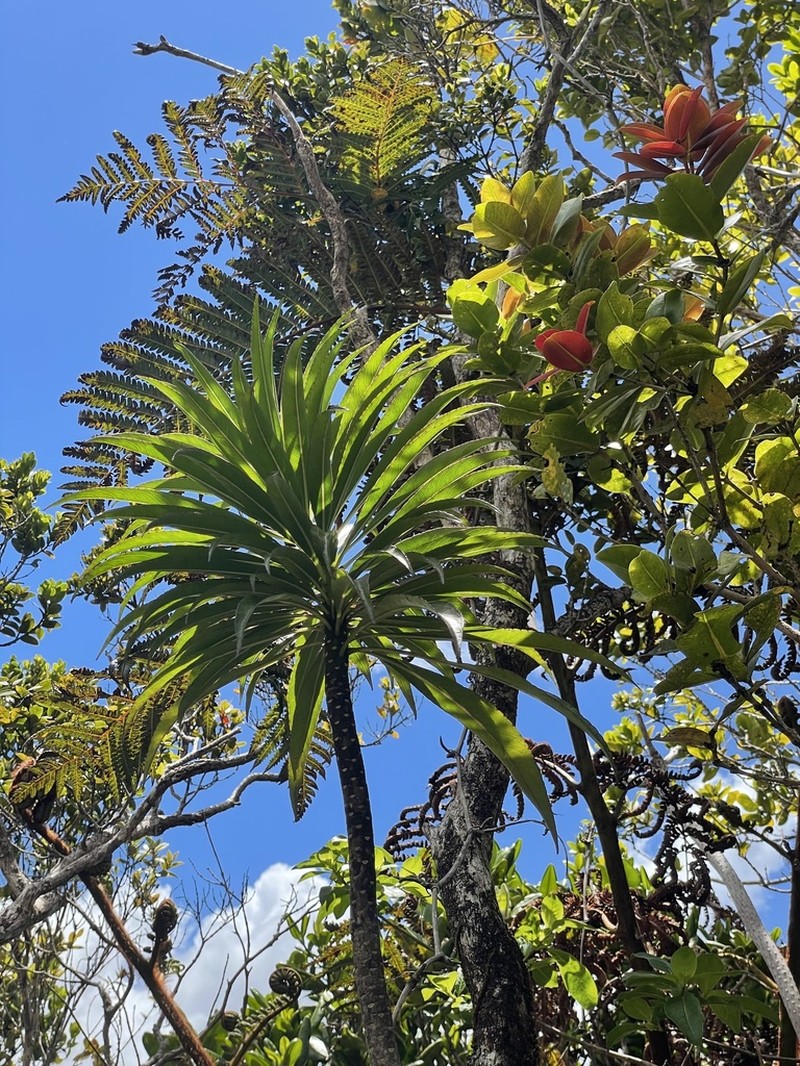 Kauai False Lobelia photo 8