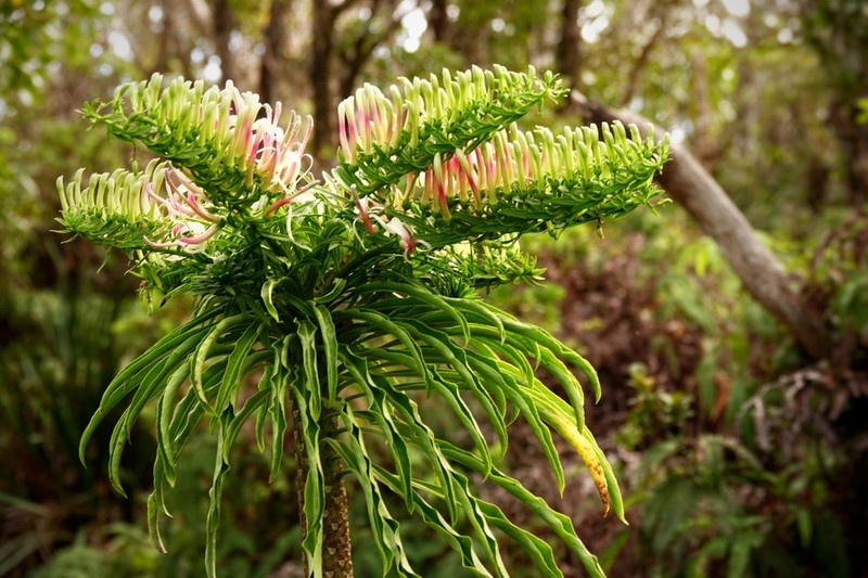 Koli'I