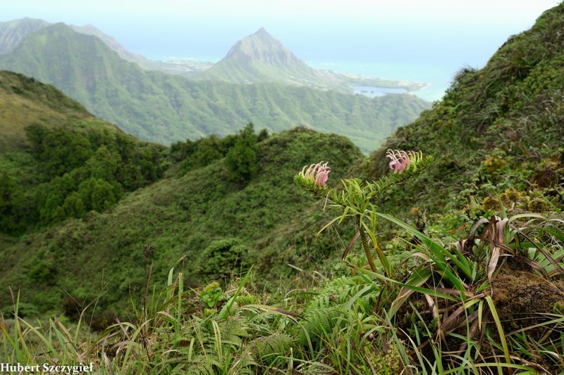 Koli'I photo 2