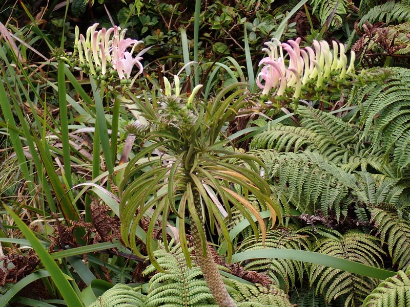 Koli'I photo 4
