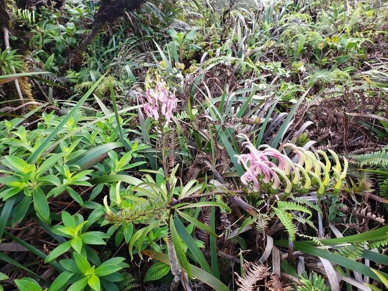 Koli'I photo 5