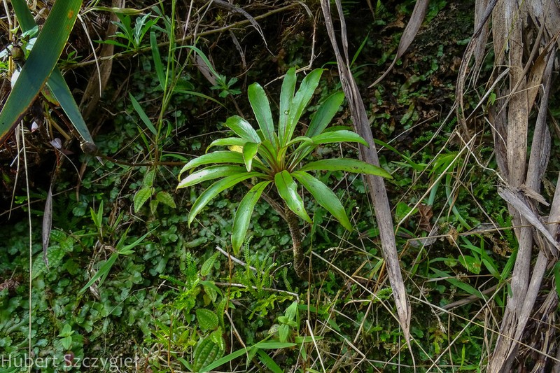 Koli'I photo 8