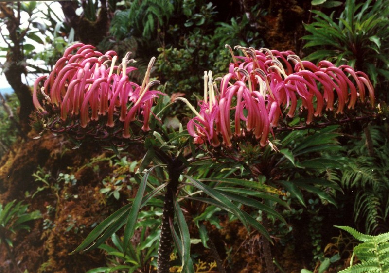 Koli'I photo 2