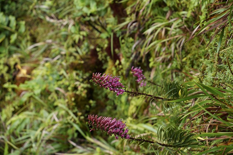Lavaslope False Lobelia