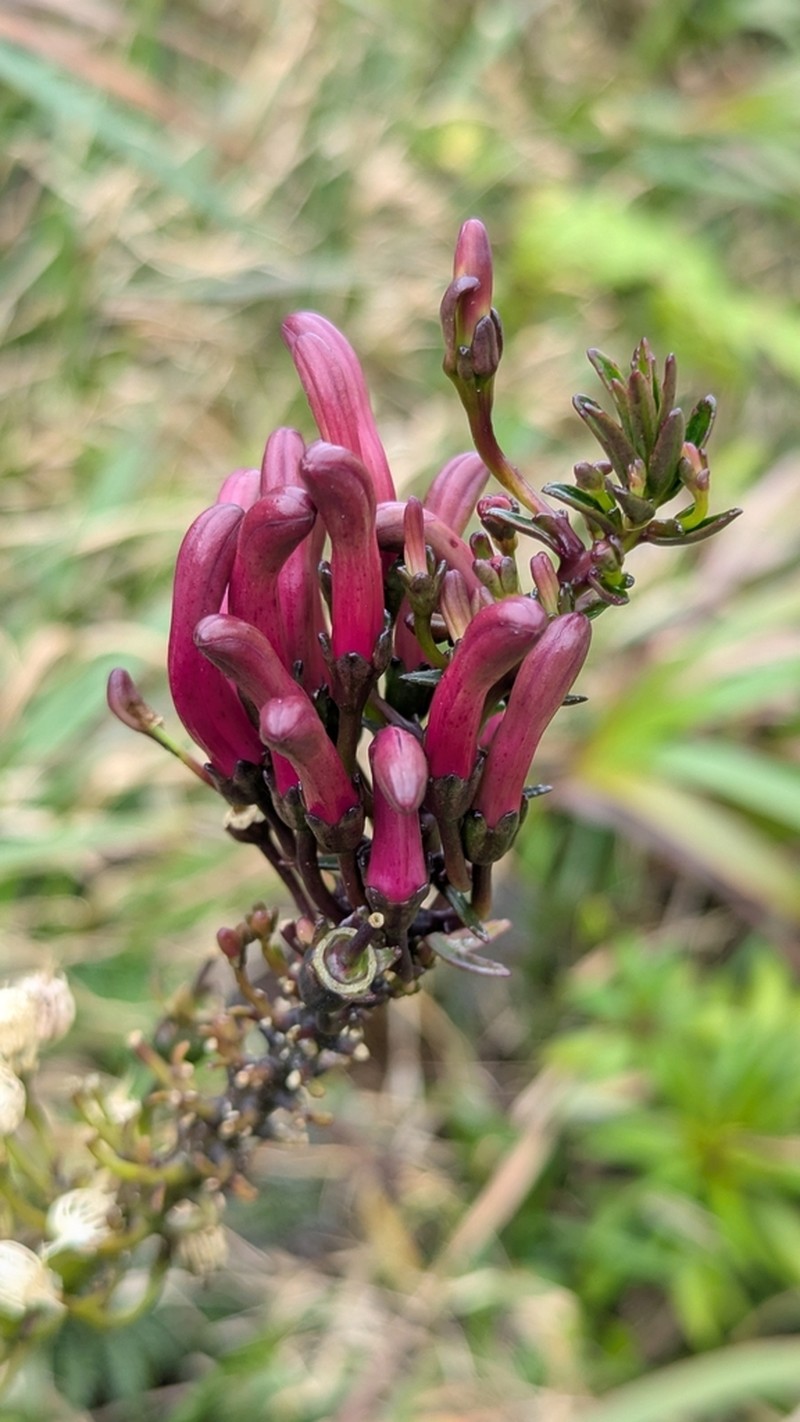 Lavaslope False Lobelia photo 2