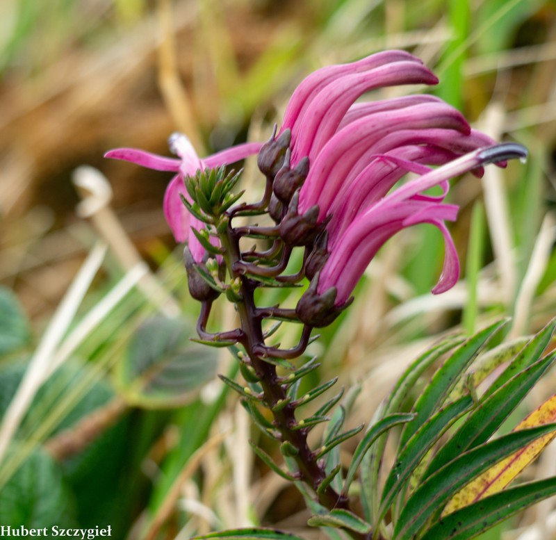 Lavaslope False Lobelia photo 3