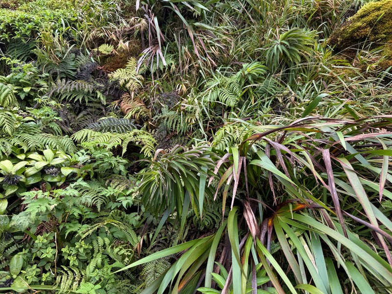 Lavaslope False Lobelia photo 5
