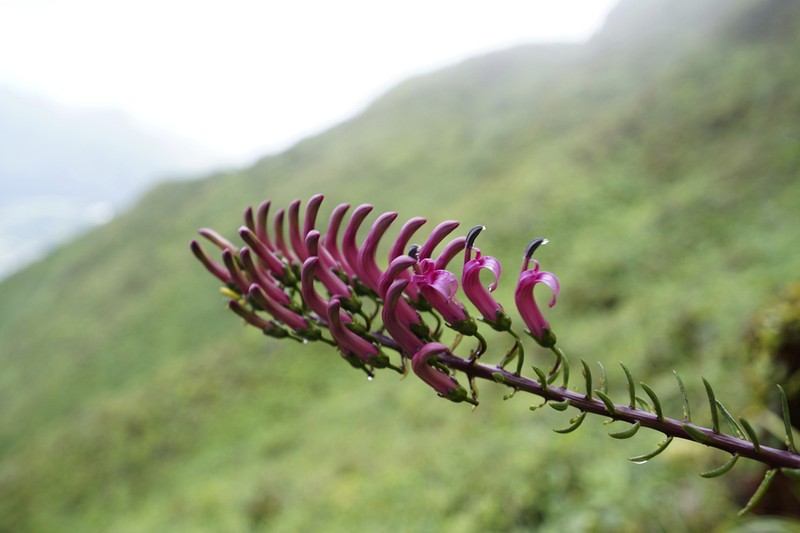 Lavaslope False Lobelia photo 7