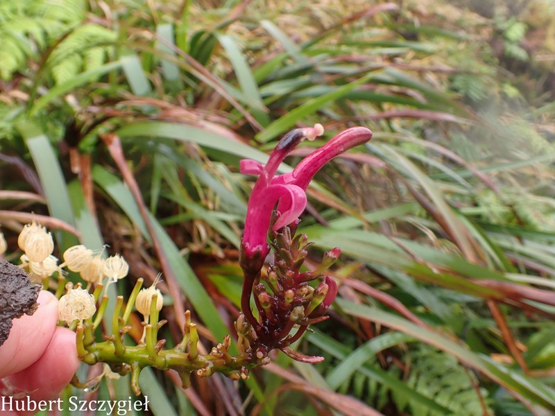 Lavaslope False Lobelia photo 8