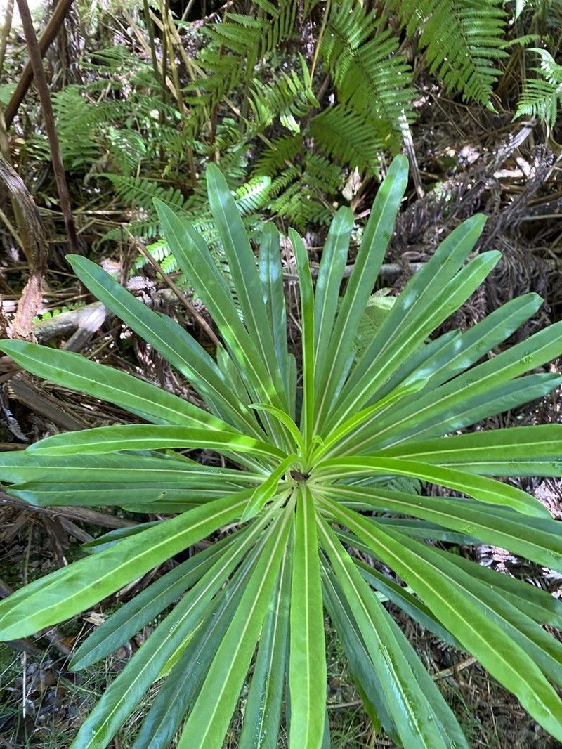 Kohala False Lobelia
