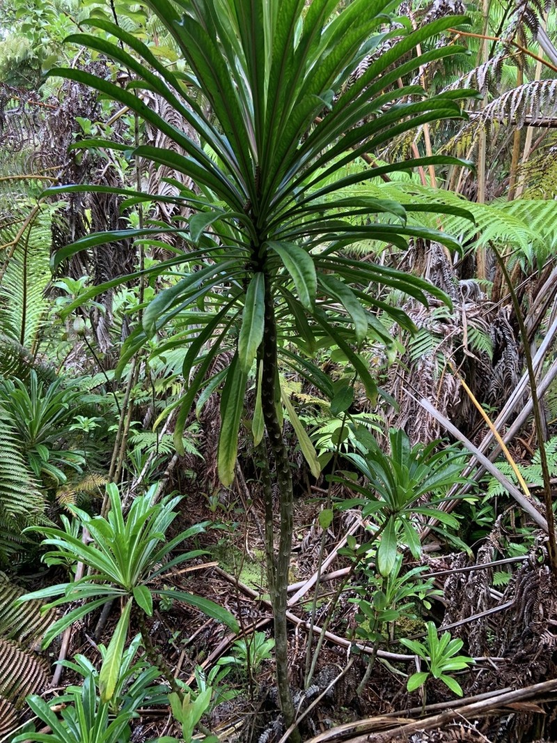 Kohala False Lobelia photo 2