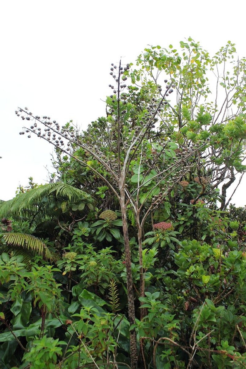 Kohala False Lobelia photo 3