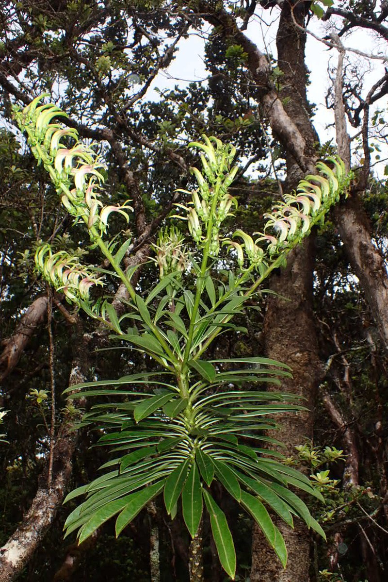 Kohala False Lobelia photo 4