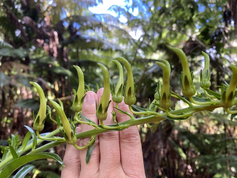 Kohala False Lobelia photo 5
