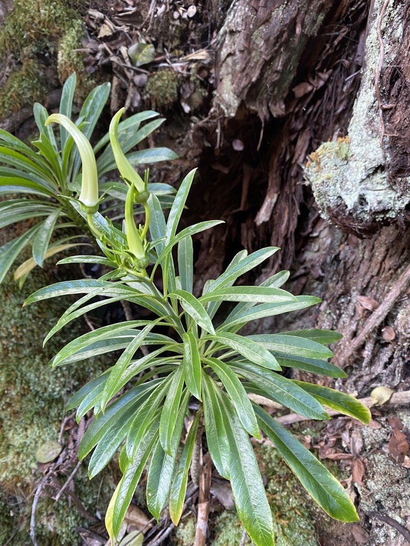 Kohala False Lobelia photo 6