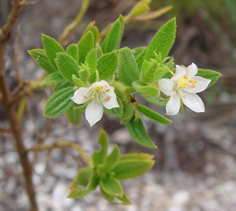 Island Glorybush
