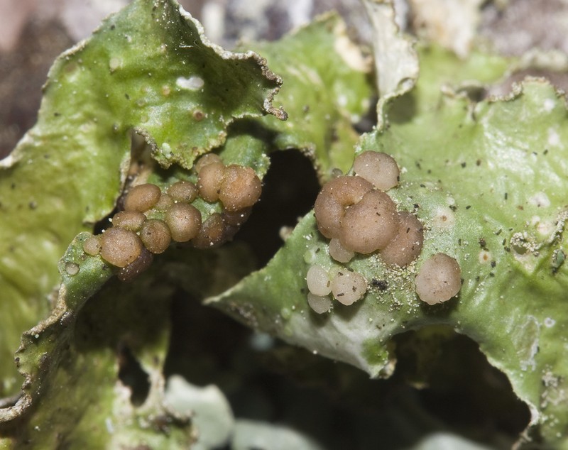 Tremella cetrariicola photo 2