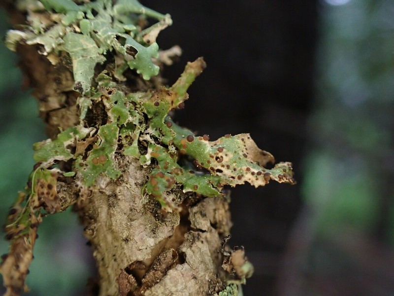 Tremella cetrariicola photo 3