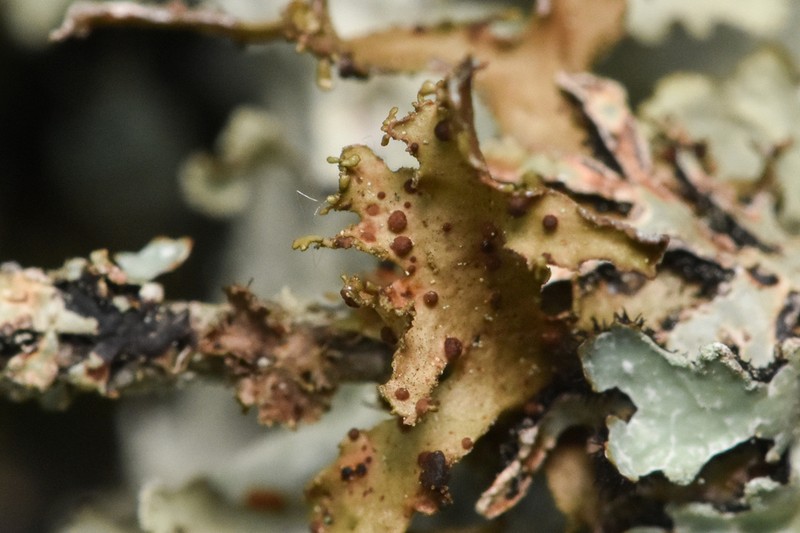Tremella cetrariicola photo 4