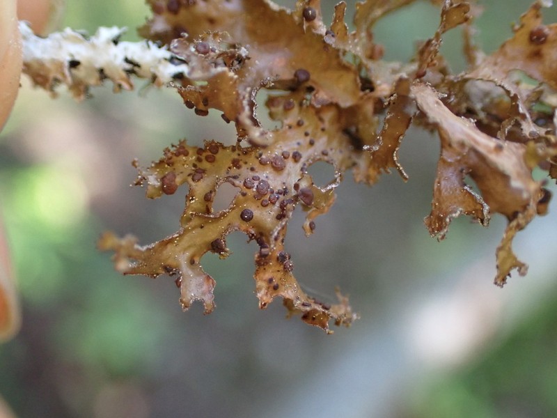 Tremella cetrariicola photo 5
