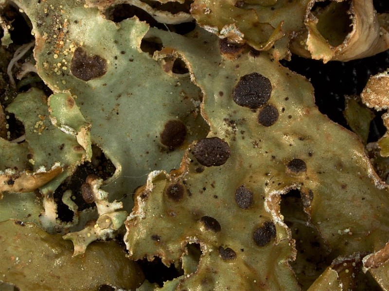 Tremella cetrariicola photo 6