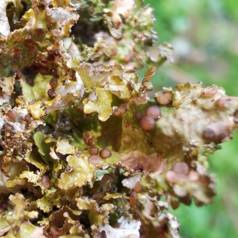 Tremella cetrariicola photo 7