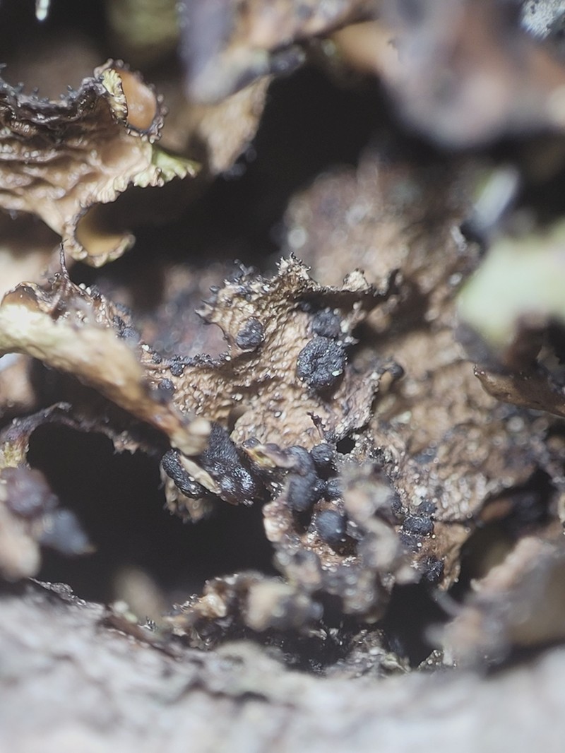 Tremella cetrariicola photo 8