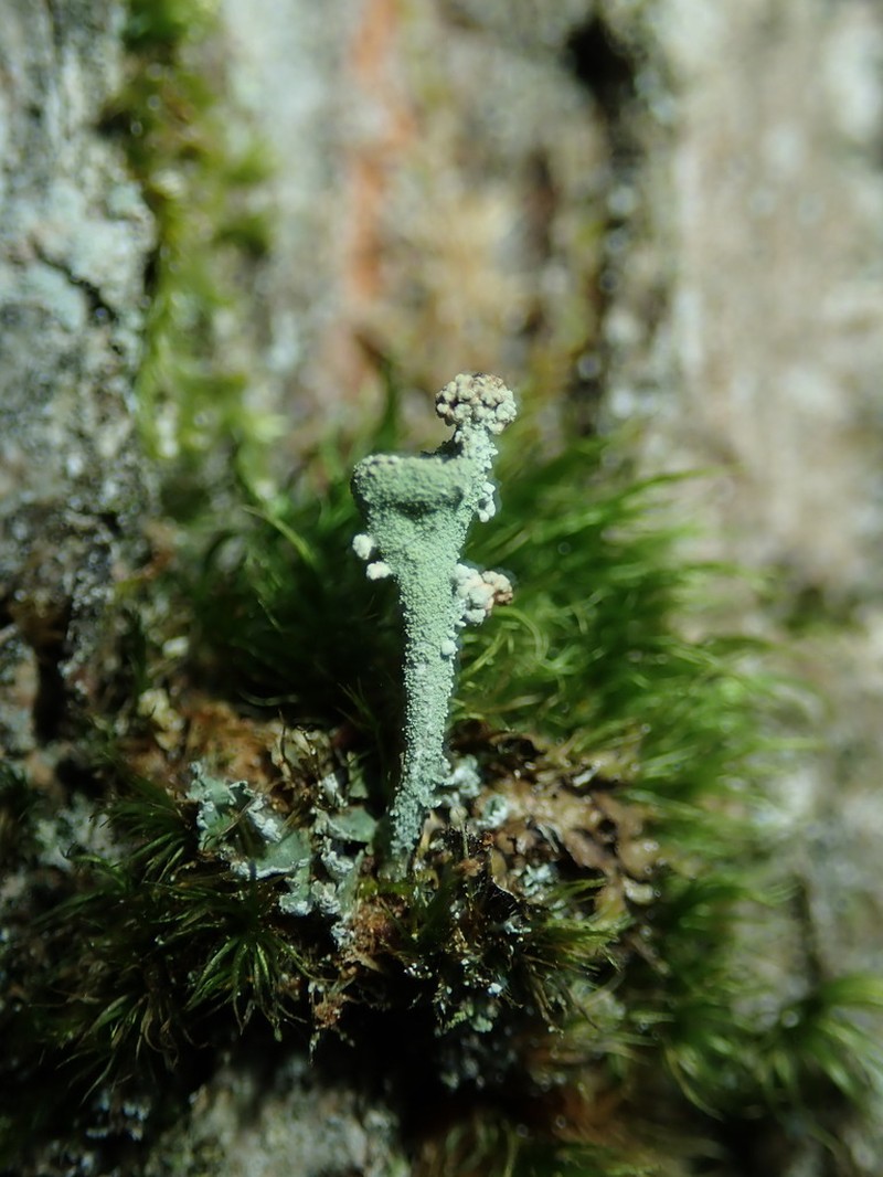 Tremella cladoniae