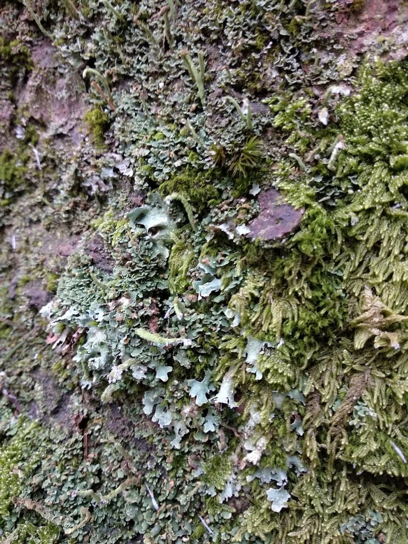 Tremella cladoniae photo 2