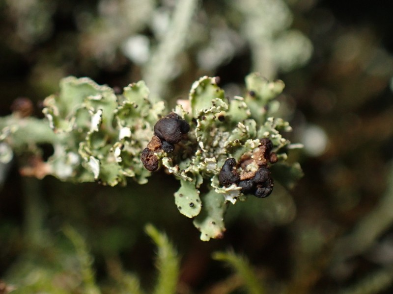 Tremella cladoniae photo 3