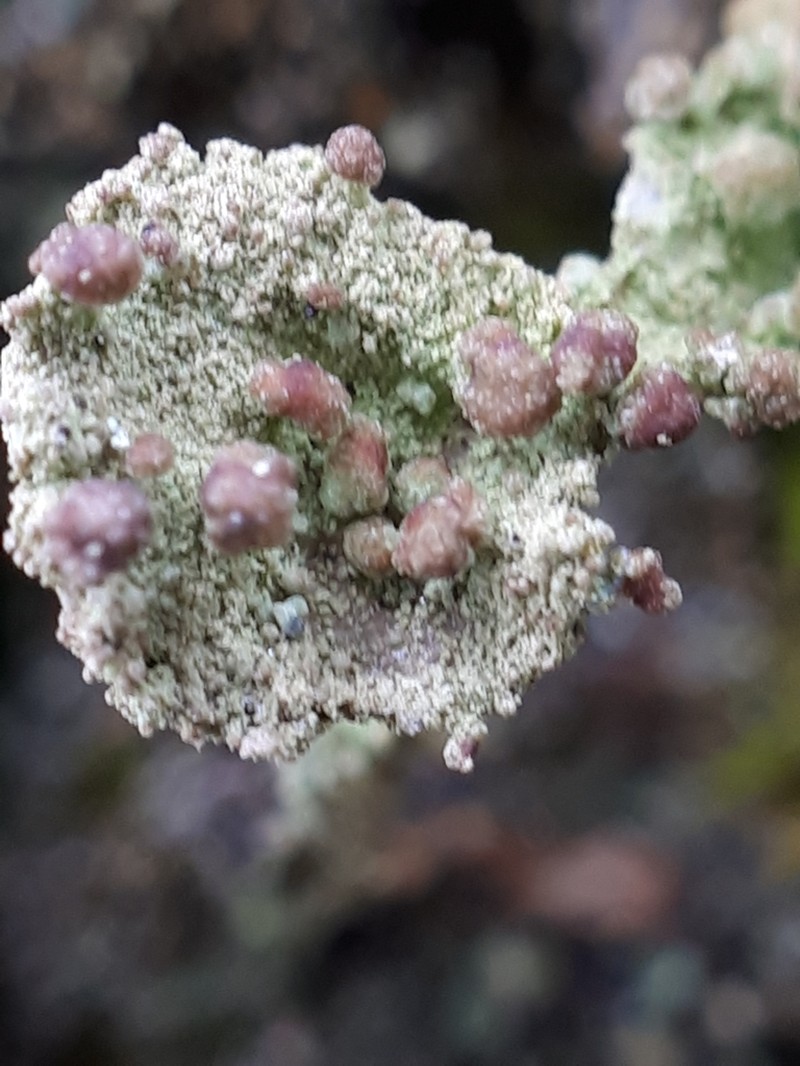 Tremella cladoniae photo 4