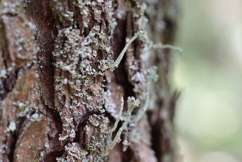 Tremella cladoniae photo 5